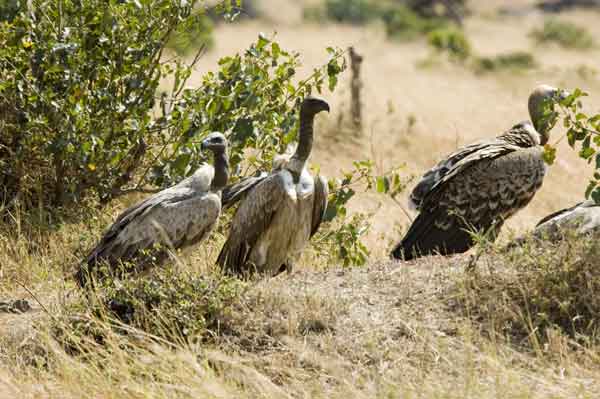 Buitre - reserva nacional de Masai Mara - Kenia 4.jpg